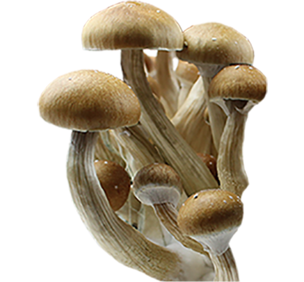 Psilocybe Cubensis India Odisha (Orissa) Esporas Jeringa